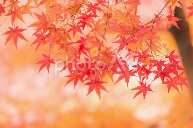 京都秋葉10, 日本風格, 秋天的顏色, 秋, JPG
