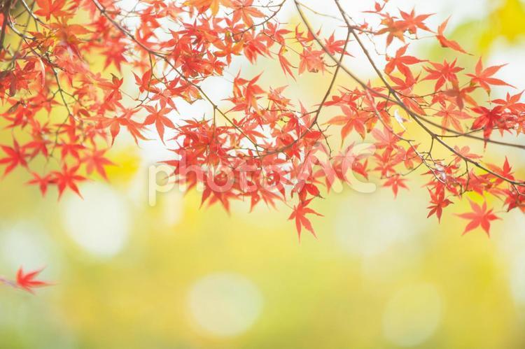 楓葉葉秋20, 植物, 秋天的顏色, 向上, JPG