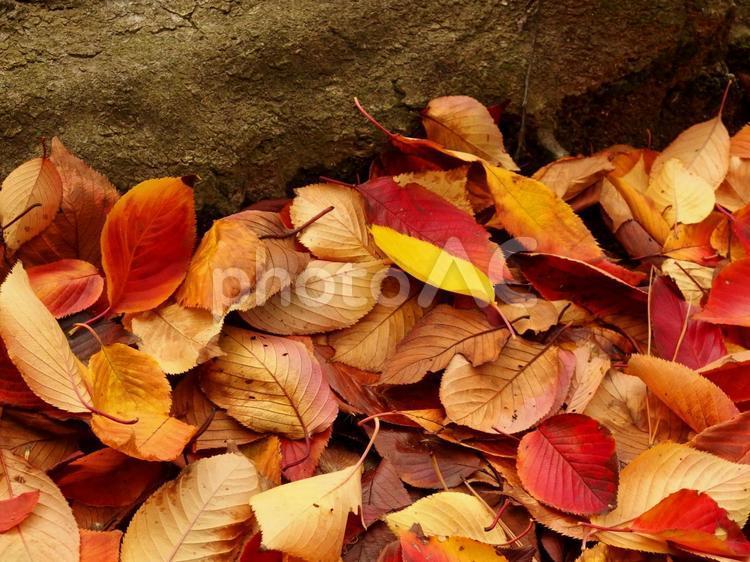 落葉和根, 秋天的顏色, 落葉, 紅, JPG