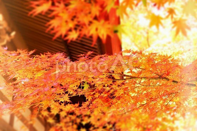秋季壁紙與閃閃發光的秋葉楓, 秋天的顏色, 秋, 楓, JPG