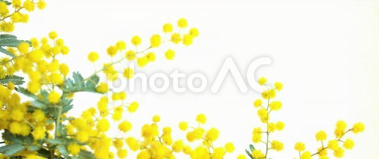 白色背景上的黃色含羞草框架，含羞草標題材料, 含羞草, 花, 春天, JPG