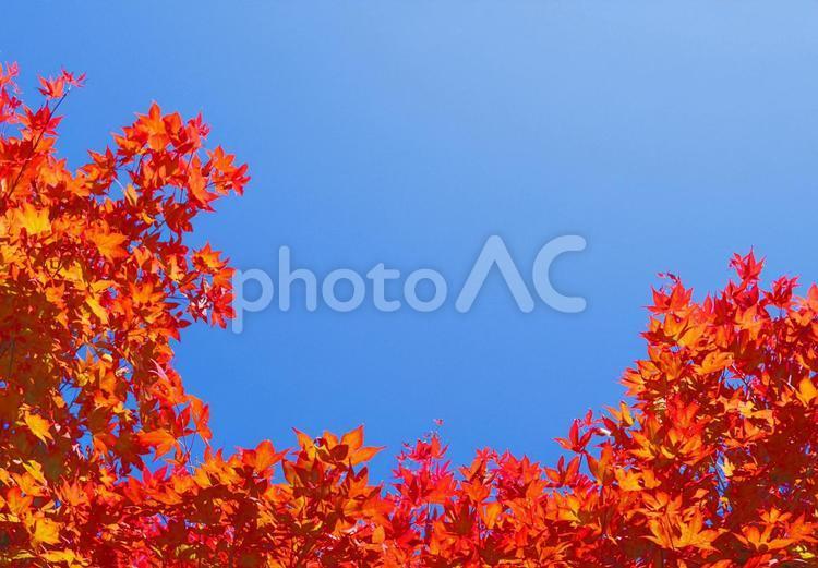 秋天的楓葉風景, 秋天的顏色, 楓, 楓, JPG