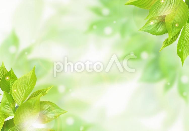 初夏新綠陽光背景素材, 新鮮翠綠, 綠, 葉, JPG